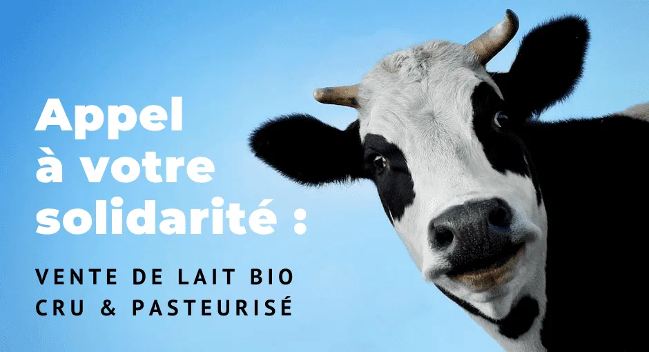 vache holstein heureuse