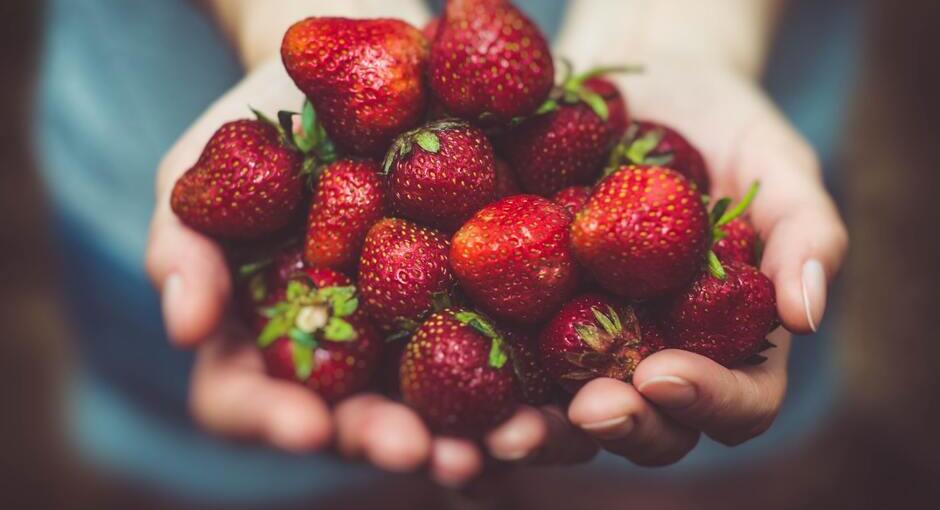 cueillette des fraises du jardin